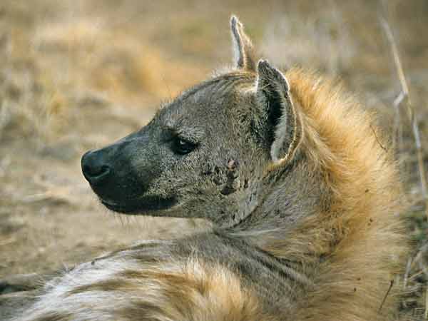 Spotted hyena head and shoulders in morning light