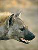 Spotted hyena close-up in profile