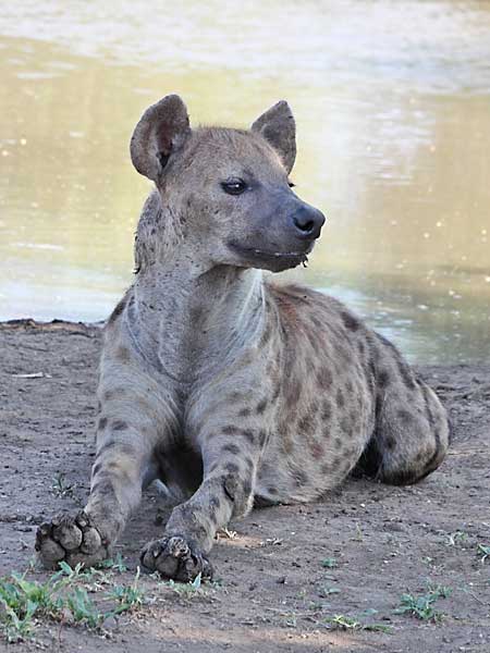 Hyena lying next to waterhole