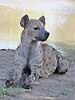 Spotted hyena lying next to waterhole