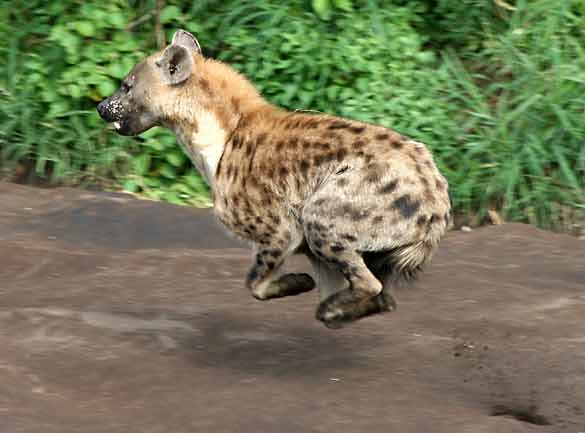Hyena running at full speed