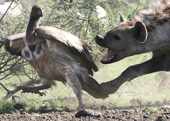 Hyena chasing vulture