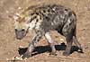 Spotted hyena pup, Mashatu Game reserve