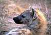 Spotted hyena in profile, close-up