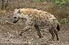 Hyena walking, side-on view, Kruger National Park