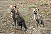 Inquisitive spotted hyena pups