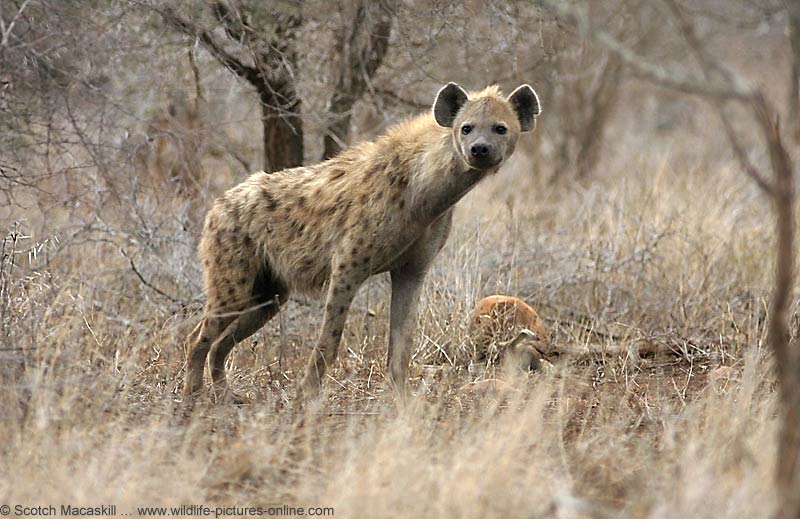 hyenakp284.jpg
