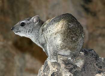 Rock hyrax or dassie