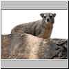 Rock hyrax, Mashatu Game Reserve, Botswana