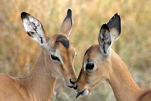 Impala babies nuzzling