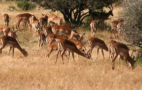 Impala herd grazing in Mashatu Game Reserve