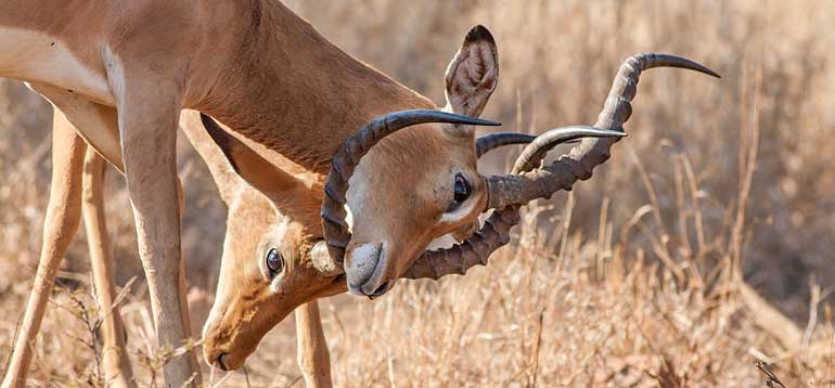 Impala rams lock hornse, Kruger National Park
