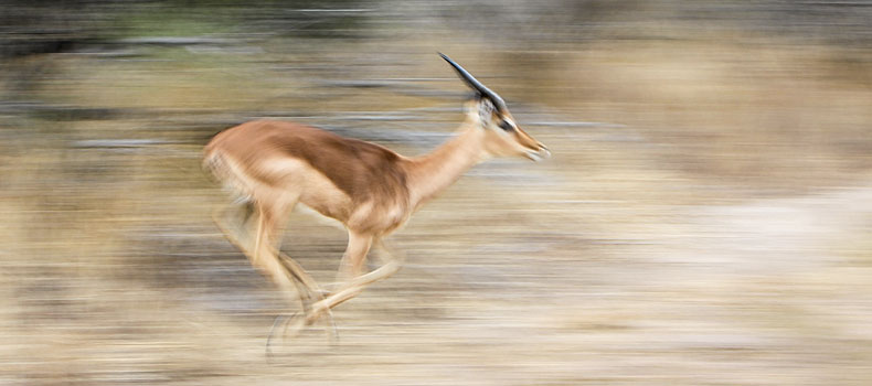 Impala at speed, motion blur, Kruger National Park, South Africa