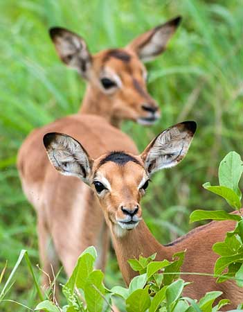 Impala fawns, Kruger National park