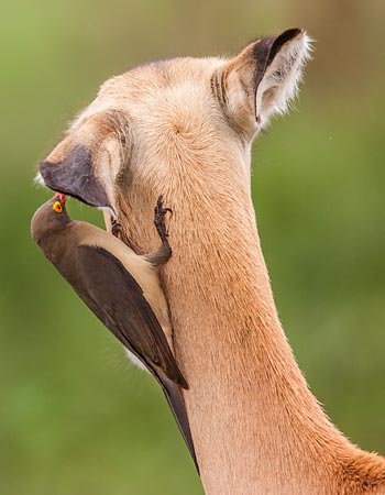 Redbilled oxpecker on Impala ewe, Kruger National Park