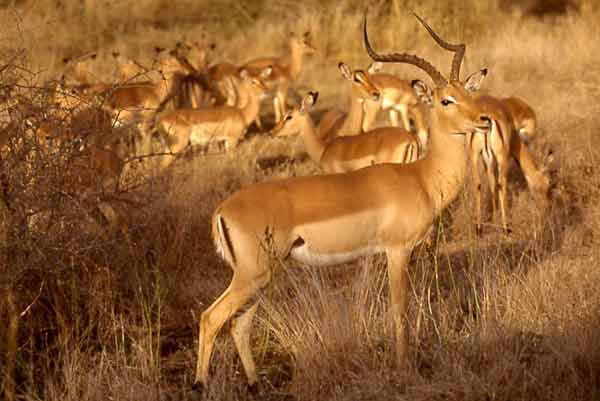 Impala ram guarding female herd