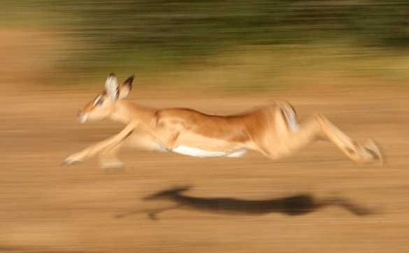 Impala flying through air at full stretch, motion blur