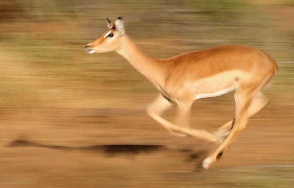 Impala running in fear, motion blur