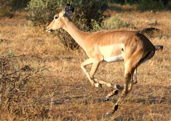 Impala running full speed