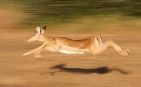 Impala at full stride