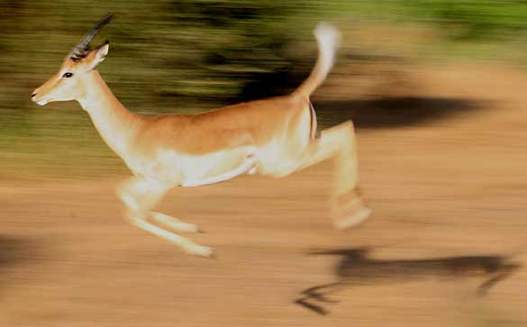 Impala stotting