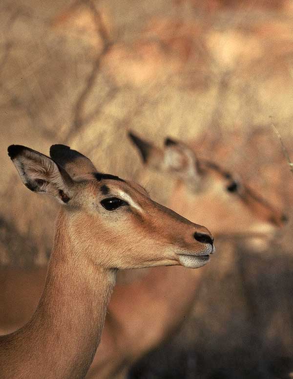 Imapala females, close-up