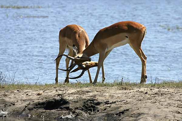 Impala rams sparring
