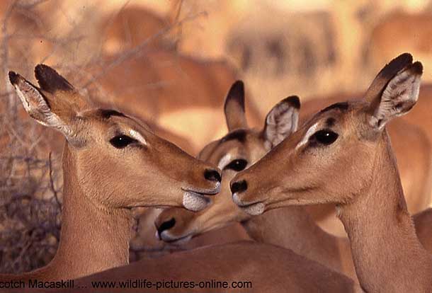 Impala ewes in warm light, Kruger Park