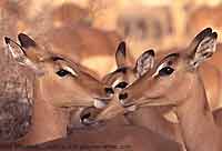 Impala ewes, Kruger National Park, South Africa