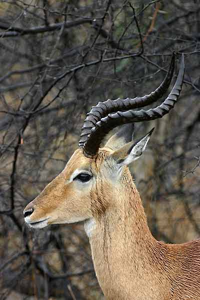 Impala Ram, rain-soaked