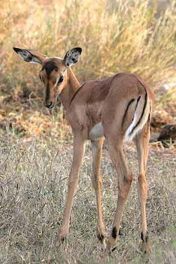 Young impala fawn, Kruger Park, South Africa