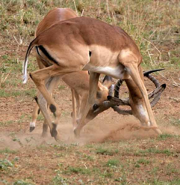 Impala rams sparring and locking horns
