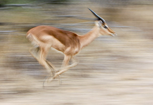 Impala ram running at speed, motion blur
