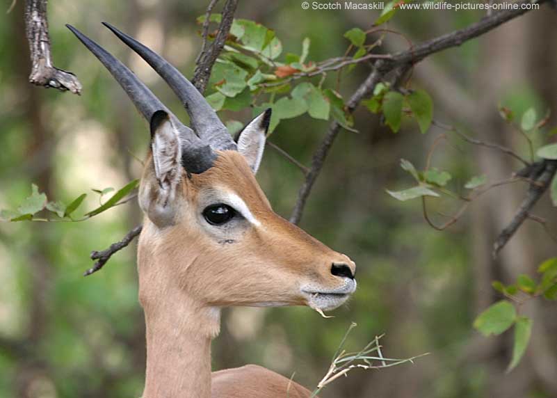 Young impala ram close-up, Kruger Park
