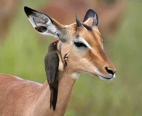 Impala and Oxpecker