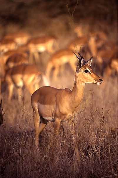 Young impala ram, warm light