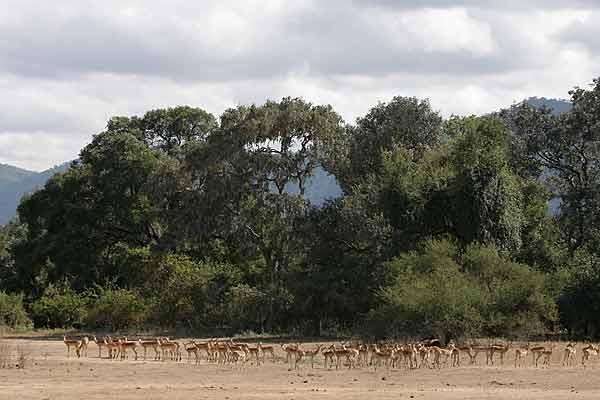 Impala herd on edge of forest