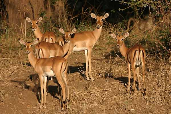 Impala females in group