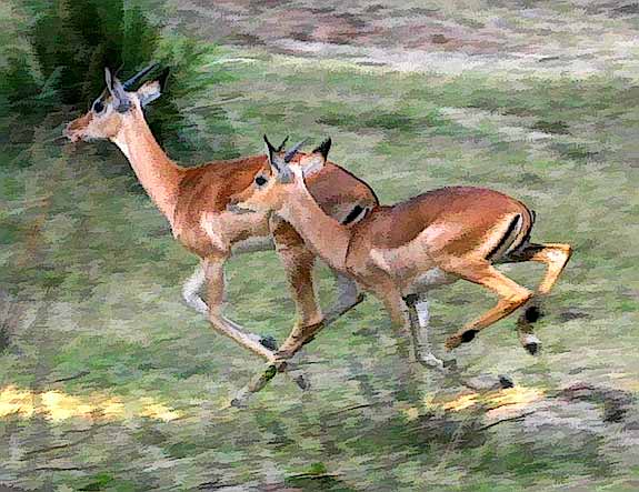 Impala running for cover