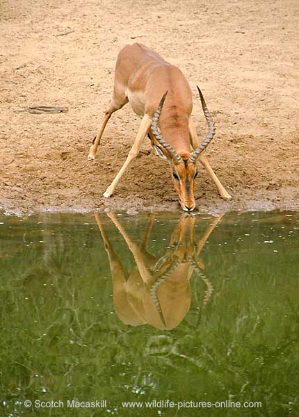 Impala Ram at Waterhole, Mkuzi Game Reserve