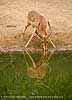 impala at waterhole