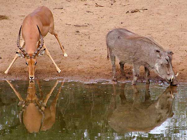impala and warthog at waterhole