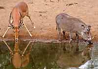 Impala and warthog, Mkuzi Game Reserve, South Africa
