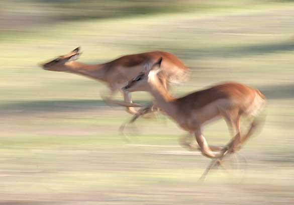 pair of impala flee through the bush, motion blur effect