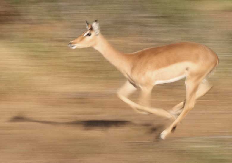 Impala running at full speed