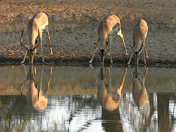 Impala antelope drinking from waterhole, Botswana