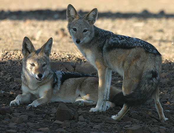 Pair of black-backed jackals