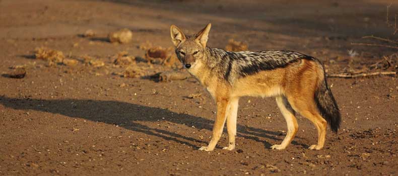 Black-backed jackal, side view, Mashatu Game Reserve, Botswana