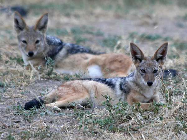 Pair of black-backed jackals, Botswana