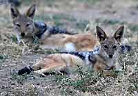 Jackal pair, Mashatu Game Reserve, Botswana